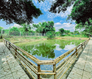 Ao-ca_sushihouse-homestay-Quốc-Oai